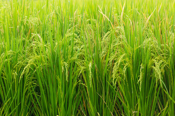 Close up of green paddy rice plant. Green ears of rice. Flowering rice plants