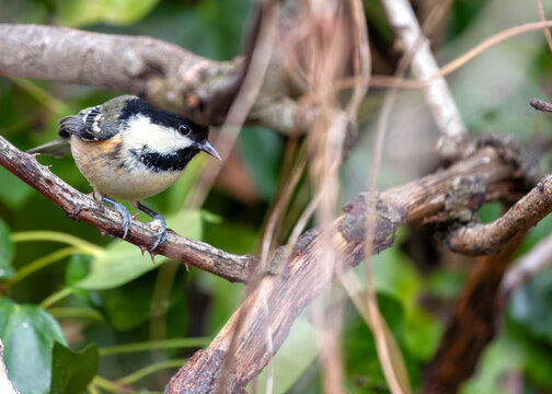 Periparus ater (Coal Tit) - A Tiny Jewel in El Retiro's Crown