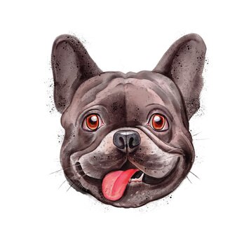 Illustration of a French bulldog on white background