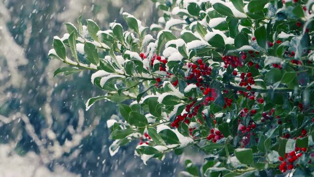 snowfall: snowing over the branches: snow falling on a holly, slow motion 