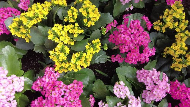 The mixed of yellow, pink and, purple Kalanchoe Blossfeldiana flowers filmed in spiral at 4K 60 fps