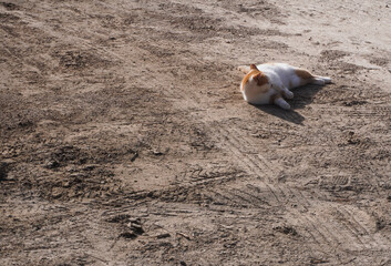 rest cat playing in the sand on the beach