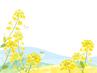 菜の花と青い空のフレームイラスト