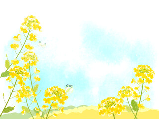 菜の花と青い空の背景イラスト