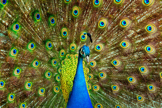 Splendid Peacock Displaying Vibrant Feather Plumage
