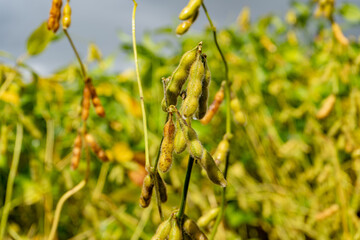 Soybean fields. Ripe yellow soybean pods. Sun after rain. Blurred background. The concept of a good harvest. Macro