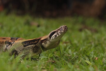snake silvester animals wild portrait