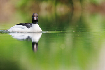 G&auml;nses&auml;ger