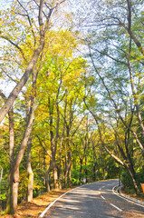 Autumn green lush forest trees with small road walkway in the morning in Seoul, South Korea