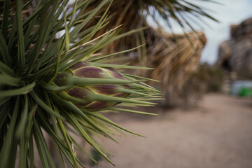 At a campground in Joshua Tree National Park, a Joshua Tree is blossoming at a campsite. In the...
