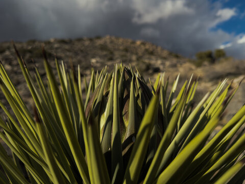 In the Mojave desert in southern California, at Joshua Tree National Park, a Mojave yucca (Yucca schidigera, a.k.a. Spanish dagger) blossoms in the vast open landscape. Clouds suggest a stormy spring.