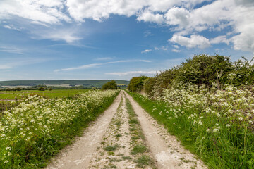 Fototapeta na wymiar Cow parsley lining a chalk path in the Sussex countryside