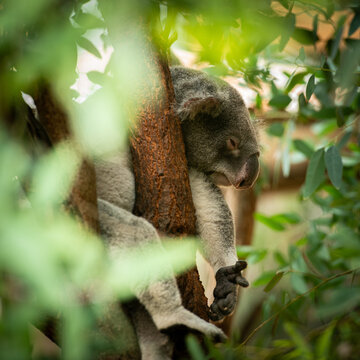 sleeping koala