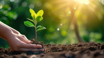 An Asian girl's wrist is planting a small tree. nature conservation bokeh
