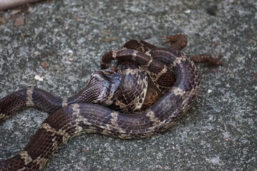 へびの捕食シーン