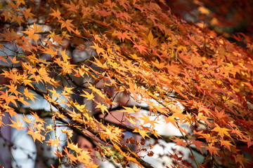 Fototapeta premium Beautiful maple leave in the autumn session