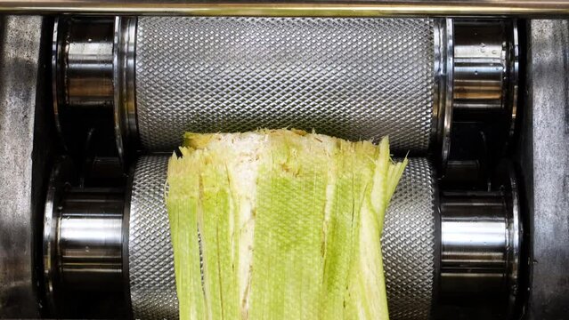 Sugar cane crushing machine or Cane juice making machine is working.