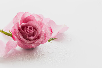 瑞々しいピンクのバラの花　水滴　美容背景