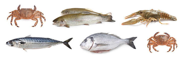 Dorado fish and other seafood isolated on white, set
