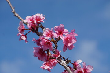 ヒザクラの開花
