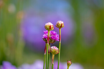 可愛い蓮華の花