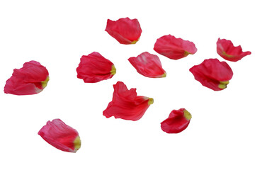 Set of Colorful flower petals. Beautiful color floral petals collection. Flower elements for design.