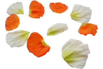 Set of Colorful flower petals. Beautiful color floral petals collection. Flower elements for design.