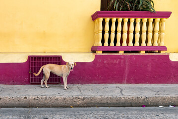 Stray dog in Cartagena, Colombia