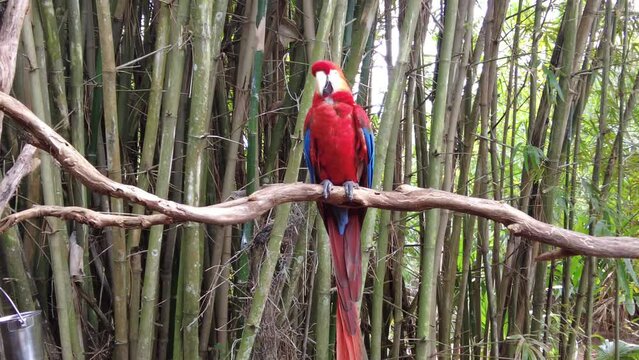 A calm and playful bright red Scarlet macaw parrot spreading its wings, filmed in 4K 60fps