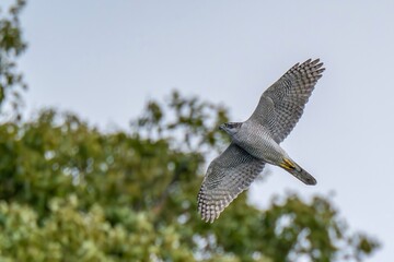 グリーンバックに悠然と飛ぶオオタカ成鳥