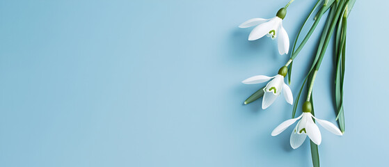 "Delicate Snowdrops Against Soft Blue Canvas - Concept of New Beginnings, Springtime Purity, and Nature's Grace
