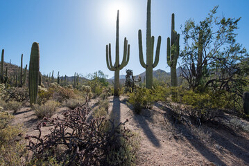 Sunrise and Saguaro cacti (Carnegiea gigantea)