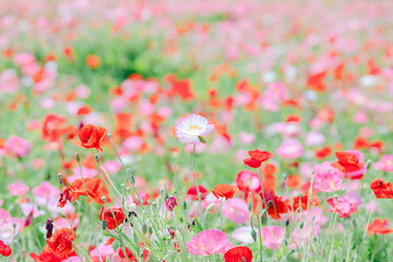 Obraz premium 鮮やかなポピーの花の絨毯