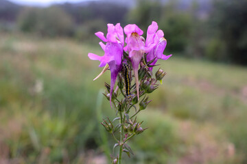 wild flower in a field