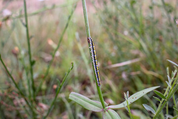 worm crawling up a plant
