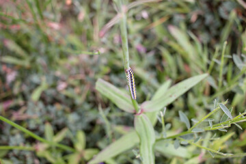 worm found in a plant
