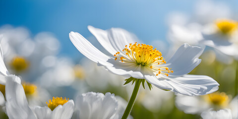 White spring flowers against blue sky, selective focus