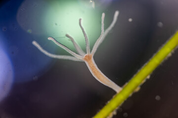 Hydra