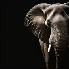Foto op Aluminium elephant portrait on black background © Ryan