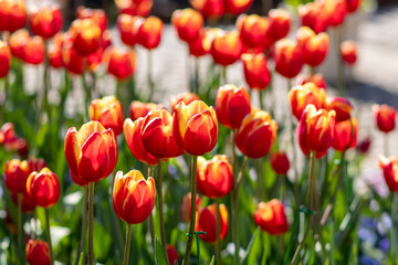 赤いチューリップ