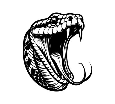 python snake hand drawn vector graphic illustration