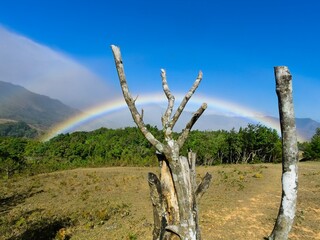 Tree and rainbow in the Panama mountains