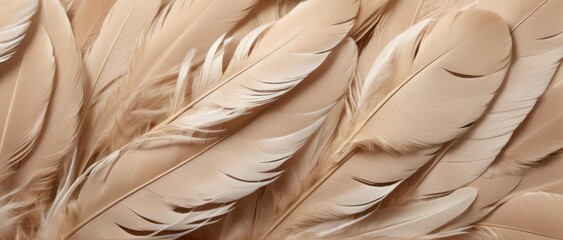 Feathers Close-up Texture background