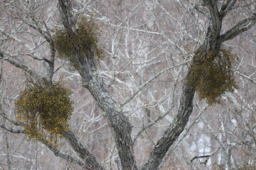 冬に雪が積もった木の枝と木から生えるヤドリギ