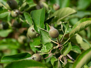 Young Apples Growing on Tree