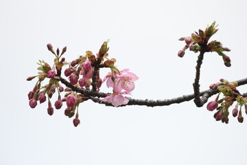 咲き始めたピンク色の桜の花（カワズザクラ）