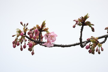 咲き始めたピンク色の桜の花（カワズザクラ）