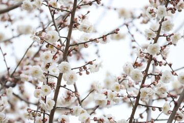 Obraz premium 開花した沢山の白い梅の花