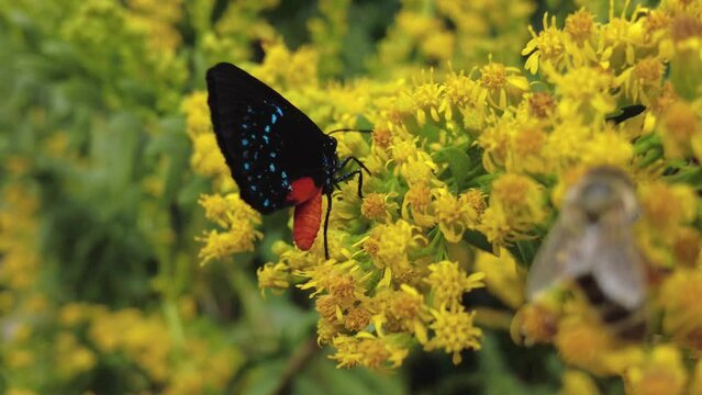 Close up of an Atala hairstreak butterfly pollinating wild yellow flowers