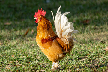 rooster in the grass
